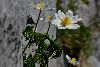 <em>Pulsatilla alpina ssp. alpina</em>